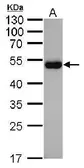Mouse Anti-Goat IgG (Heavy chain) antibody [GT1056] (HRP). GTX628995-01